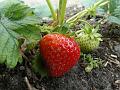 2015-0602-11620_Strawberry_Sonata_17.7C